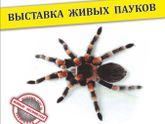 Выставки в г.Уфа
