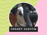 КТО ЗАМЕНЯЕТ ОБЪЕКТ ЗАБОТЫ?