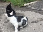 котята в добрые руки Пенза
