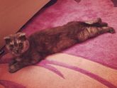 У кого вислоухие котята дома