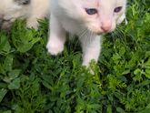 отдам котят. барнаул