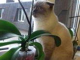 корм сухой для кошки Purina one или Perfect fit?