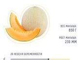 25 неделька