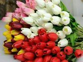 8-МАРТА!!!!)))🌼🌼🌼🌼🌼🌼🌼