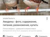 Амадины птички. У кого есть?