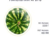 38 недель?теперь мы арбузики?