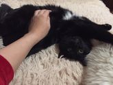 Кот и кошка и моя беременность