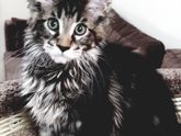 Купили кота