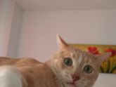 Осознание кота