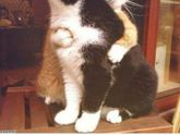 Коты - няшки