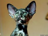 Восточные кошки. Британские кошки. Шотландские кошки. Ликбез.