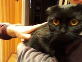 Котята бесплатно!