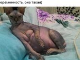 Ох,беременность)))