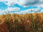 Загородная жизнь🌾