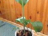 Домашние растения 🌱 все, кто в них разбирается, зайдите плиз