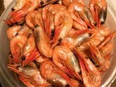 🦐