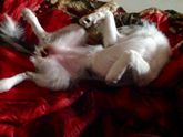 Немного творчества, зверей и новостей:)