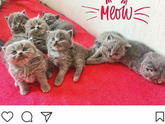 Очаровашки