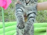 Котеночек
