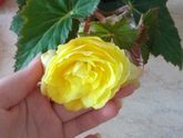 Девочки подскажите что за