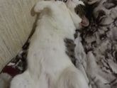 Случай с котом.