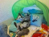 Котоновости