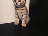 Котенок.