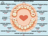Зубки