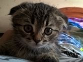 Завели котенка, искали шотландского
