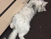 Кот ?