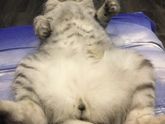 А какие любимые позы у Вашего пушистика?