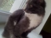 Котёнок...