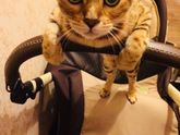 Пятнистый нянь ?