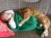 Человеку нужен кот.