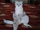Посоветуйте, какой породы завести кошку.