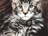 Купили кота