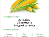 20 недель ?
