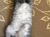 Чёрные точки у кота