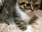 С кличкой решено!