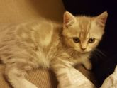 Продаю котенка шотландца