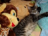 Знакомьтесь- это Василий Котофеевич😽😺😻