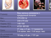 21 weeks