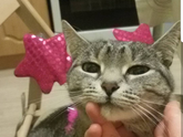 Отдам кошек в хорошие добрые руки