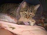 Марти Новиков