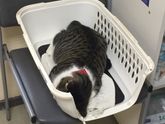 Кастрация кота😿🙀