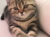 Имя для котенка!