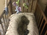 Любимая наша кошка ❤