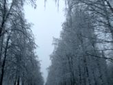 Новогоднего настроения в ленту