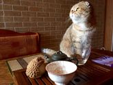 Чайная кошечка Плюша