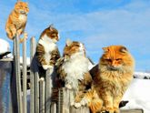 Весенние коты . Посвящается всем кто любит котиков ))))